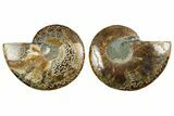Cut & Polished, Agatized Ammonite Fossil - Madagascar #347532-1